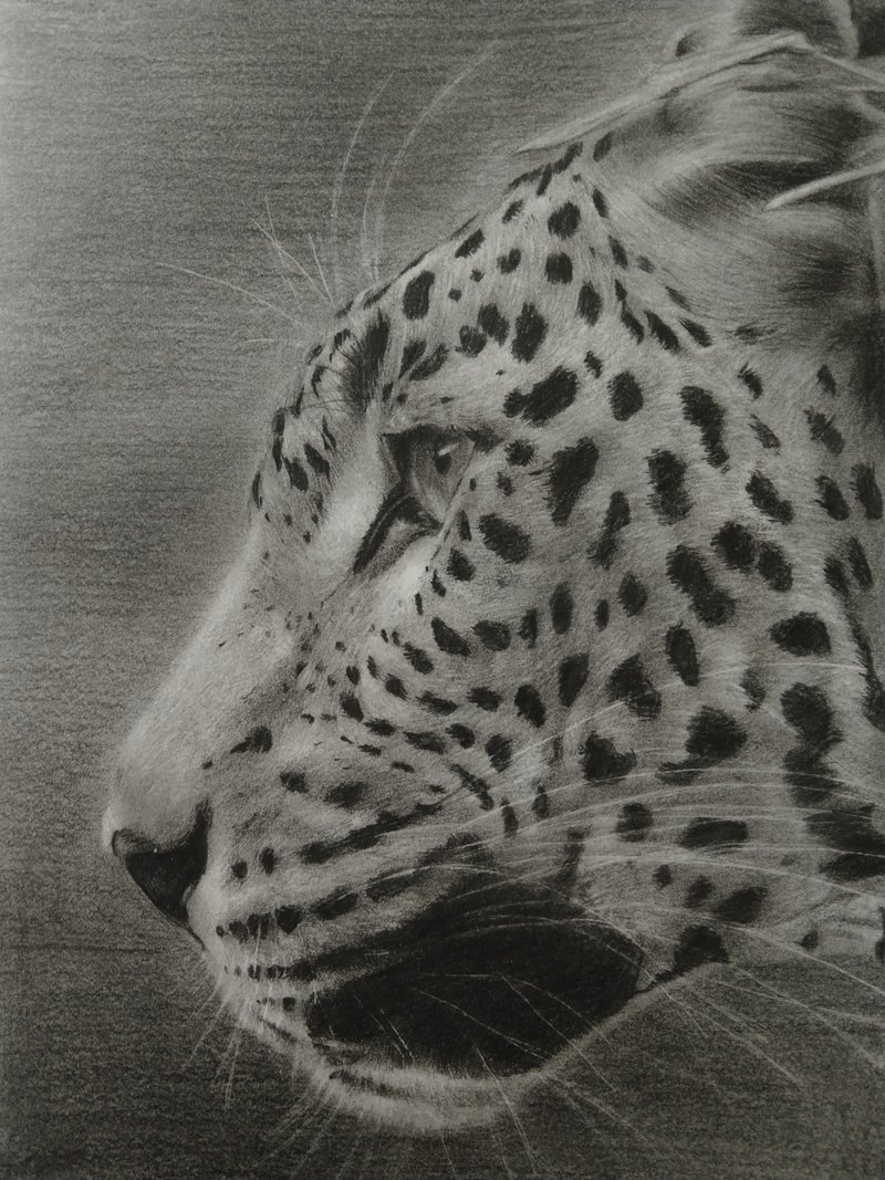 摆设 / 豹 / 炭精笔画 / 原稿 / 含框 - 海报/装饰画/版画 - 纸 