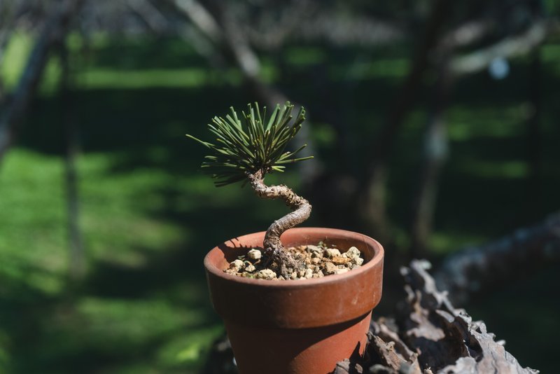 迷你黑松盆栽【日本制素烧盆】 - 植栽/盆栽 - 植物．花 绿色