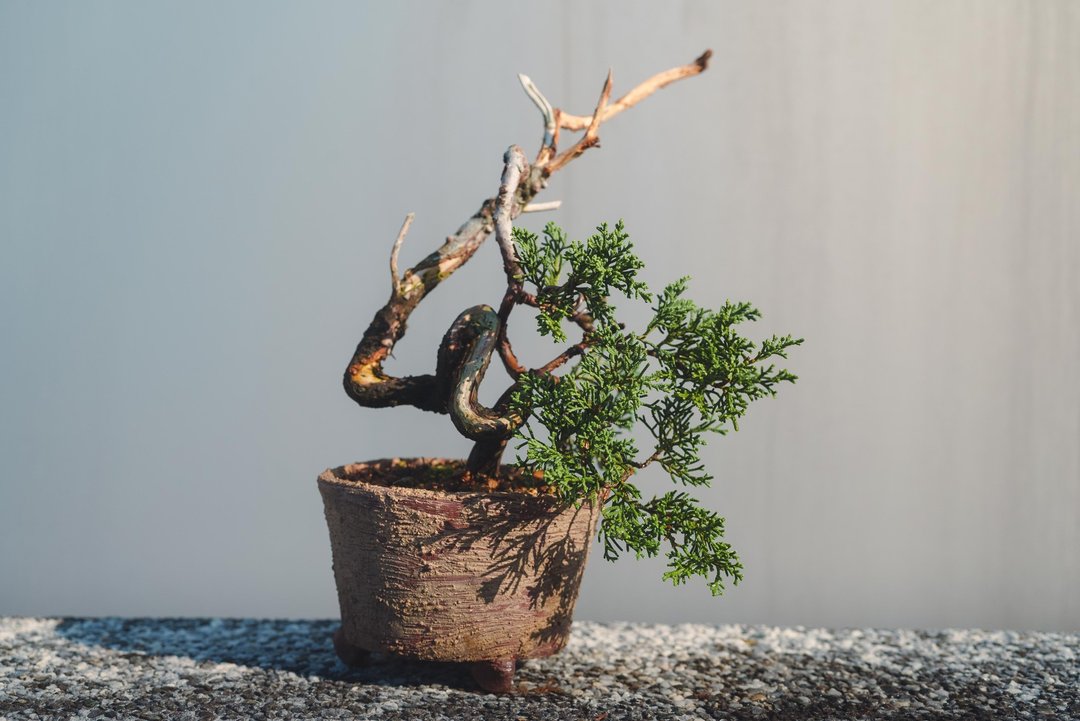 迷你真柏盆栽【手工陶盆】艺术盆栽 松柏盆栽 系鱼川真柏 细鱼川 - 植栽/盆栽 - 植物．花 绿色