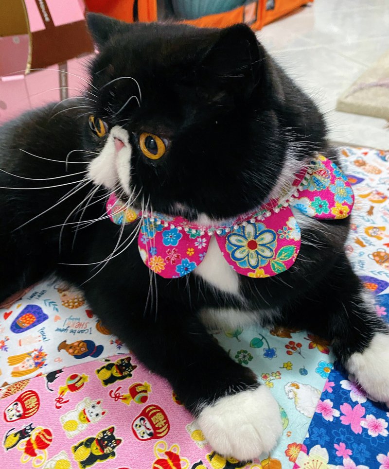 粉红日系四叶草款 猫咪 狗狗项圈 - 项圈/牵绳 - 羊毛 多色