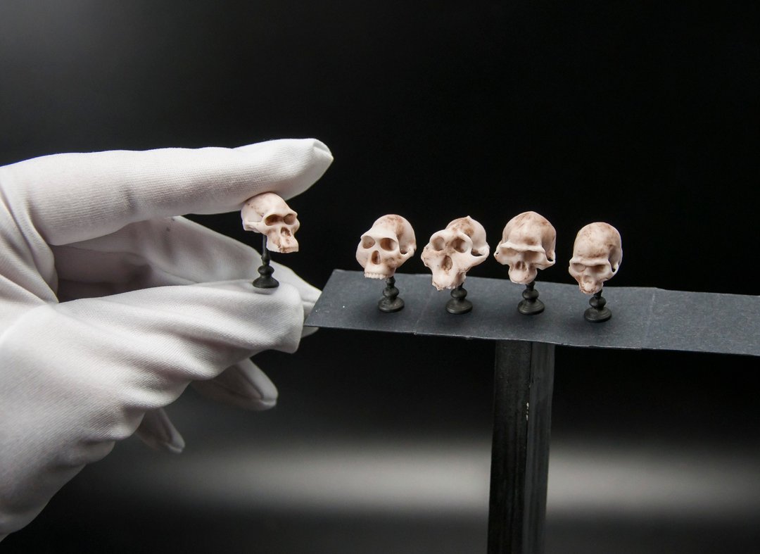 Australopithecus skulls set. Faux horror miniature dollhouse or creepy diorama - 玩偶/公仔 - 其他材质 黑色