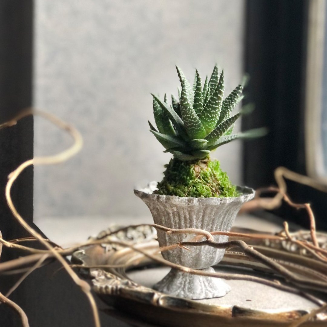 奇幻 十二之卷苔球 | 居家办公好伙伴 WFH - 植栽/盆栽 - 植物．花 绿色