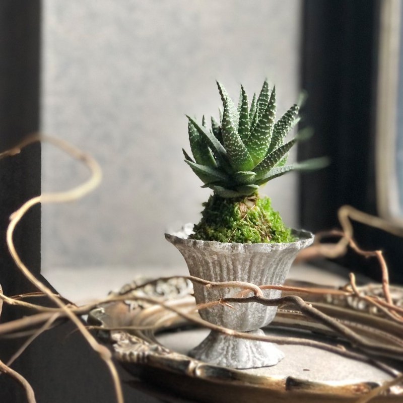 奇幻 十二之卷苔球 | 居家办公好伙伴 WFH - 植栽/盆栽 - 植物．花 绿色