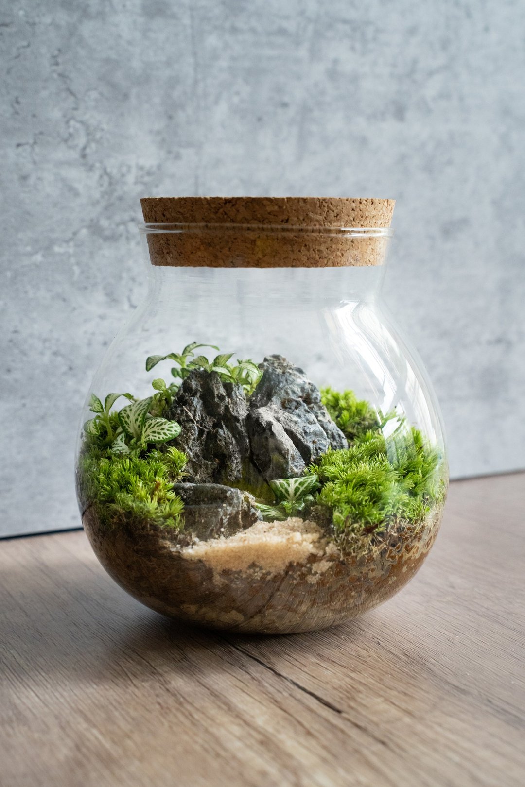 园林之美 - 简约木塞生态瓶 - 植栽/盆栽 - 植物．花 绿色