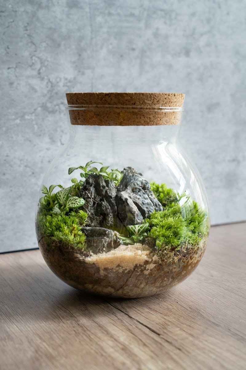 园林之美 - 简约木塞生态瓶 - 植栽/盆栽 - 植物．花 绿色