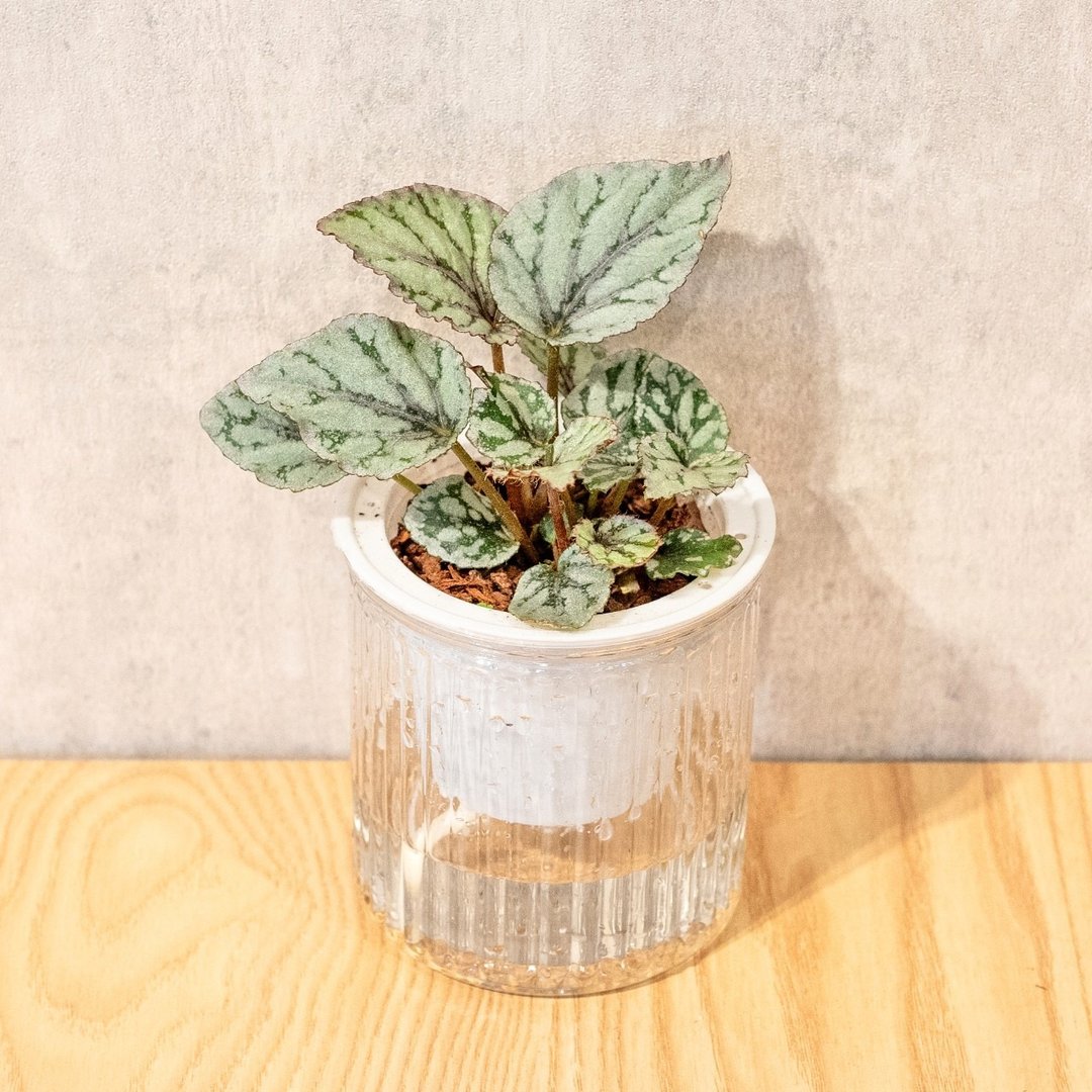 莉莲秋海棠 免浇水盆栽 室内植物 观叶植物  礼物 办公室小物 - 植栽/盆栽 - 植物．花 