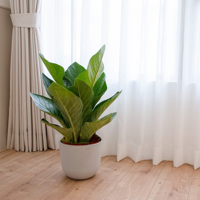 【室内盆栽】富贵花烛(大) 开幕盆栽 盆栽送礼 升迁送礼 - 植栽/盆栽 - 植物．花 绿色