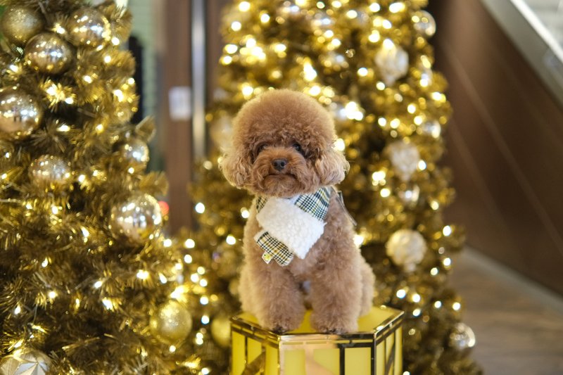 杏色灯芯绒 格仔围巾 - 项圈/牵绳 - 棉．麻 