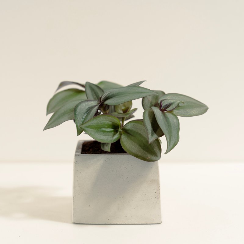 吊竹草│泥作系列│福所栽 - 植栽/盆栽 - 水泥 多色