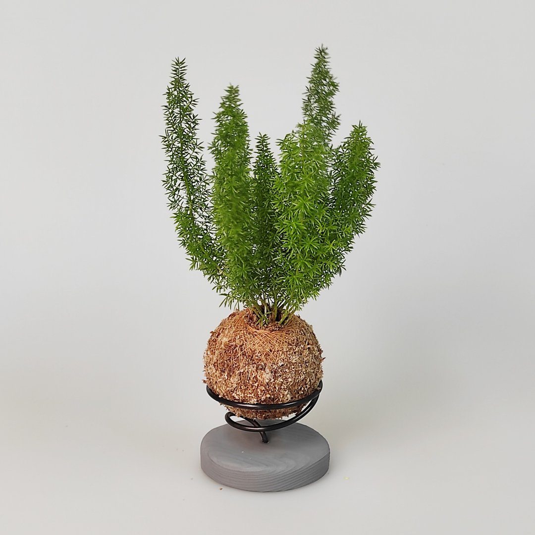 武竹苔球+水泥底座 - 植栽/盆栽 - 植物．花 绿色