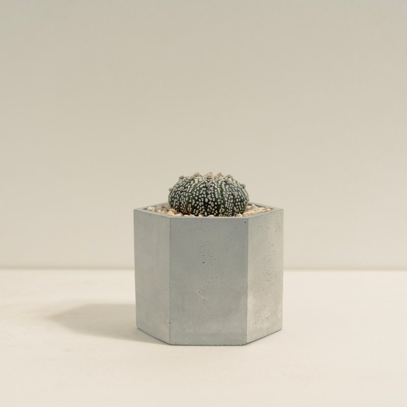 超兜│泥作系列│福所栽 - 植栽/盆栽 - 水泥 白色