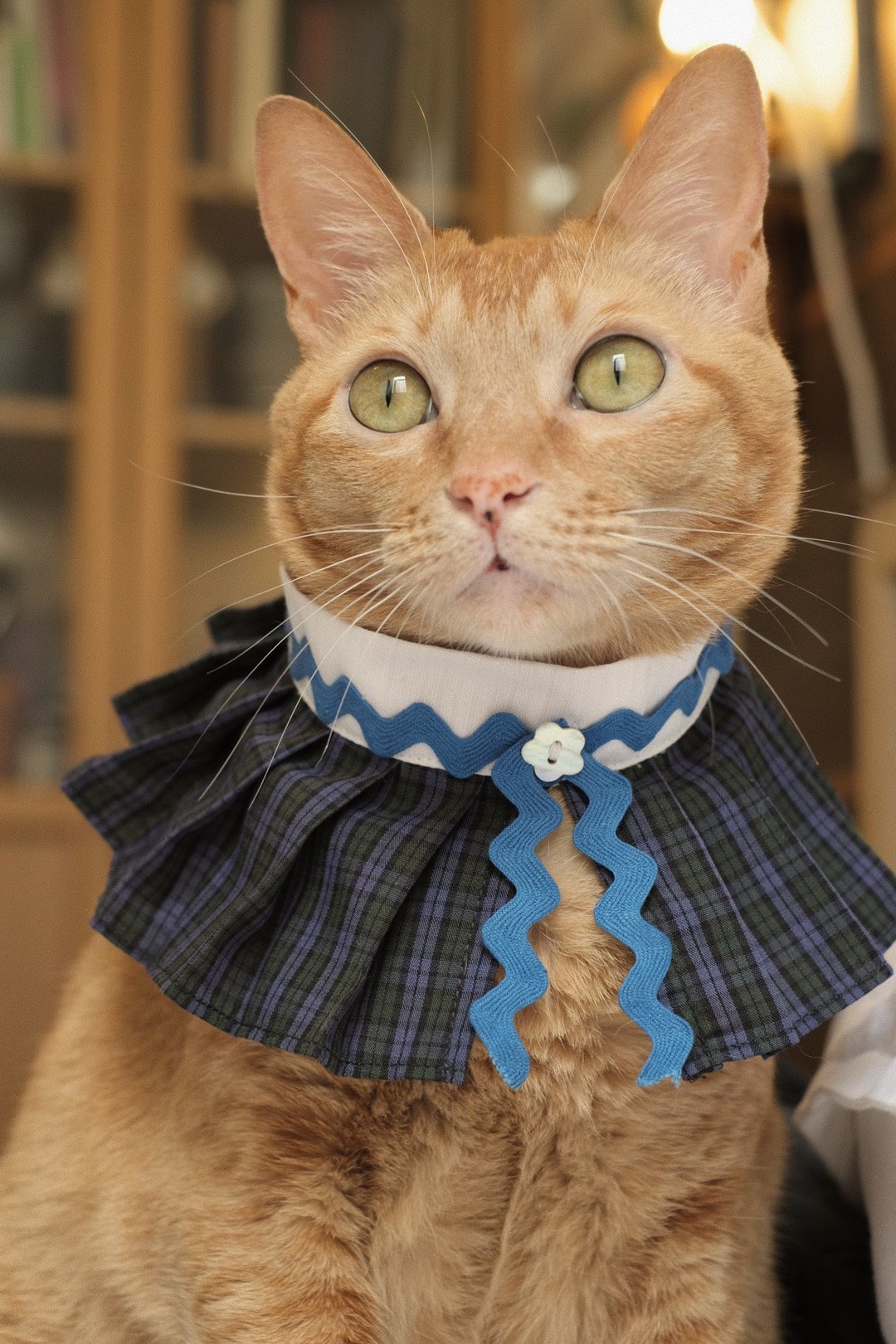 宠物礼服订制/苏格兰百折小披风 蓝绿格 Scottish accordion - 衣/帽 - 棉 蓝色