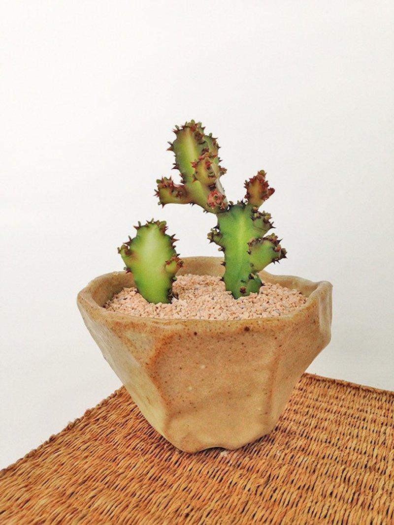 Small ceramic plant pot for cactus , handmade pottery , small pot - 植栽/盆栽 - 陶 咖啡色