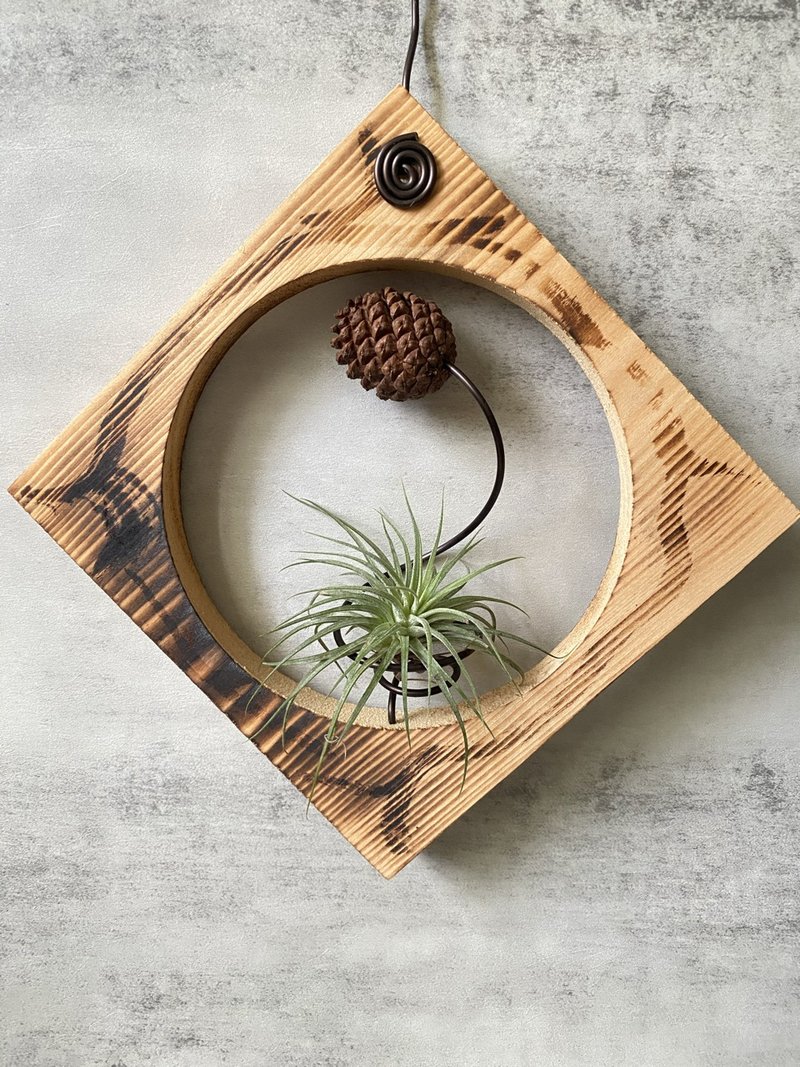 【松木与松果 】安定 | 空气凤梨。空气铁兰 - 植栽/盆栽 - 木头 咖啡色