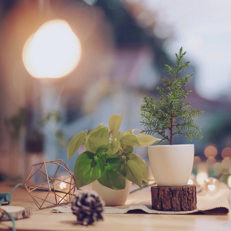 / 水耕犀力 / 圣诞柏 - 植栽/盆栽 - 植物．花 白色