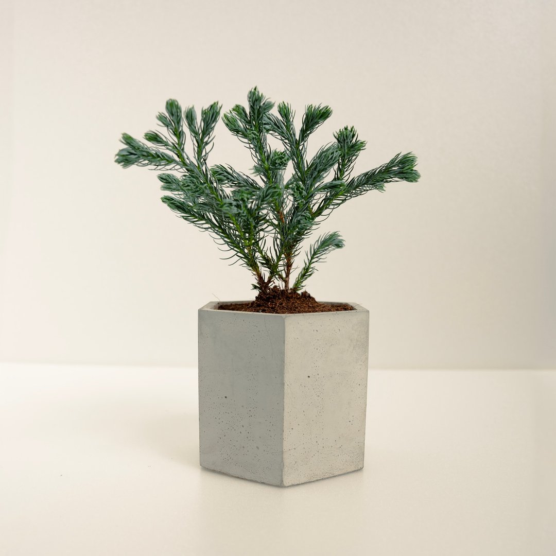 蓝柏│泥作系列│福所栽 - 植栽/盆栽 - 水泥 蓝色