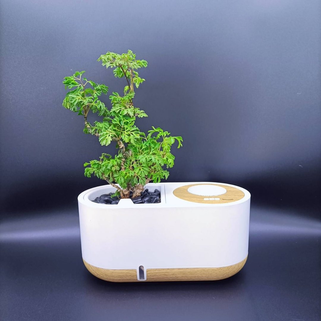 蓝牙智慧音箱 福禄桐(富贵树) 懒人盆栽 室内植物 - 植栽/盆栽 - 塑料 白色