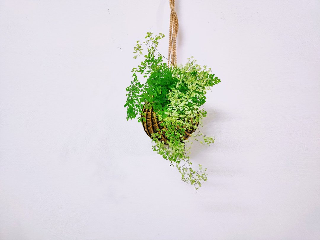 姬铁线蕨苔球│板植│室内植物│窗边植物│观叶植物 - 植栽/盆栽 - 植物．花 绿色