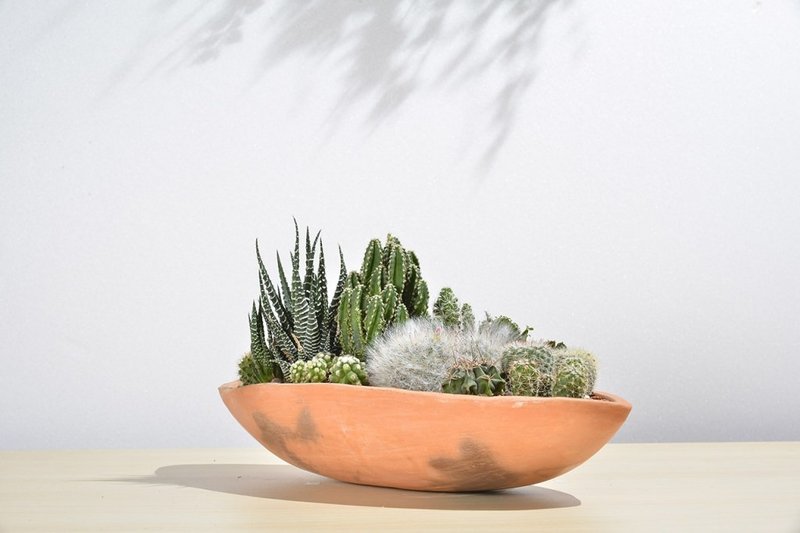 大船型多肉陶盆 | 仙人掌组 | 升官 乔迁 开幕 居家 盆栽 - 植栽/盆栽 - 植物．花 橘色