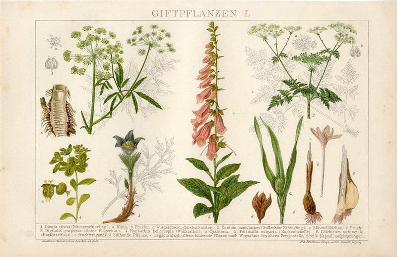 1895 有毒花卉插图 - 刊物/书籍 - 纸 多色