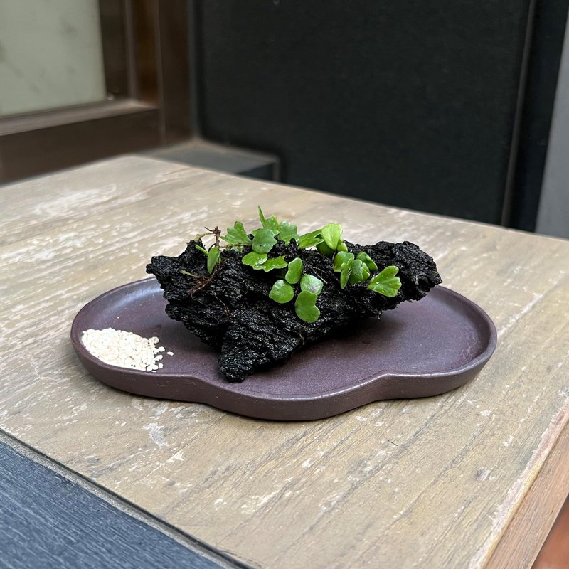 日本狮子叶抱树蕨∣火山石 附石珍稀山野草 微光植物 - 植栽/盆栽 - 陶 