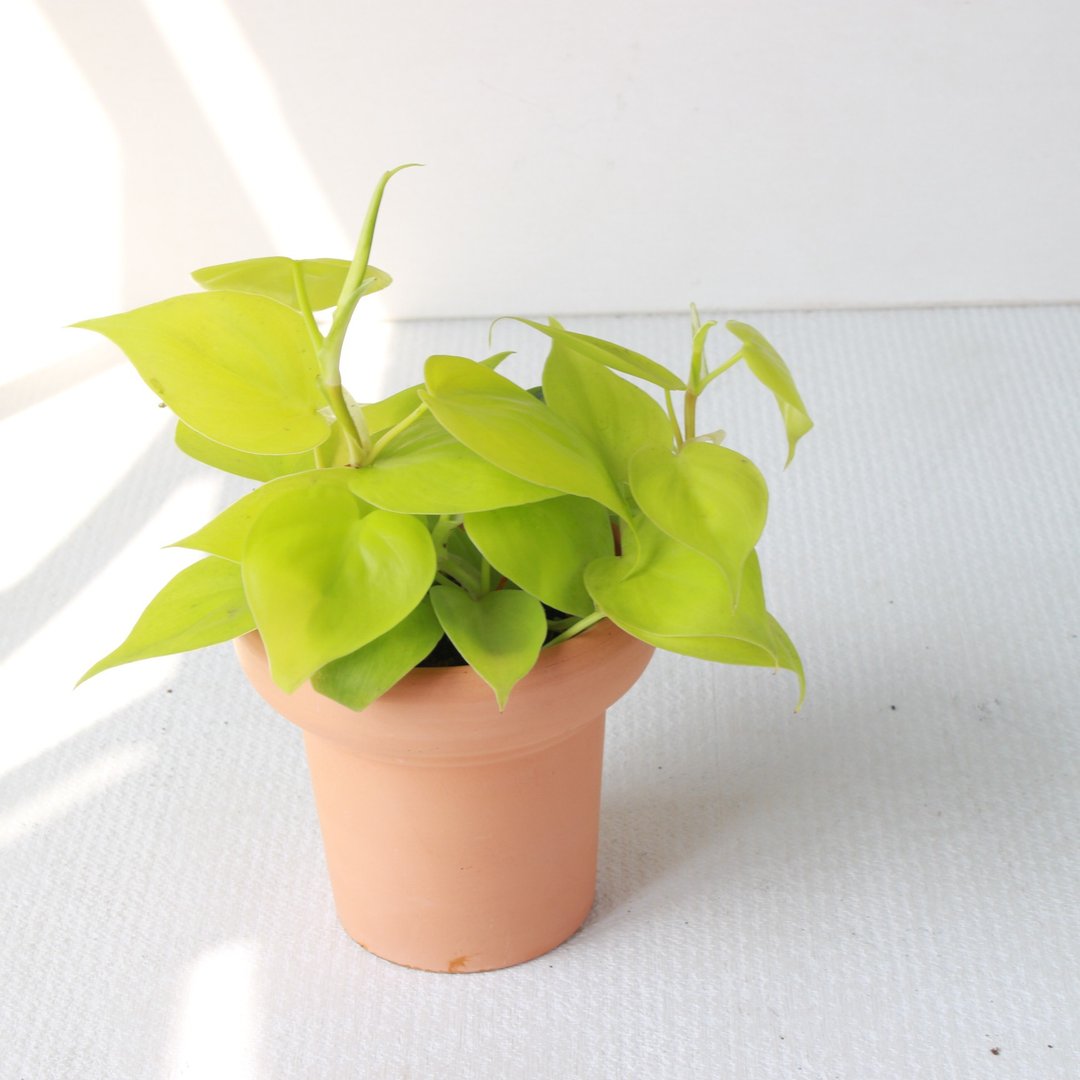 植栽 盆栽 l 心叶蔓绿绒 (黄) 冰淇淋杯陶盆 藤蔓植物  室内植物 - 植栽/盆栽 - 陶 