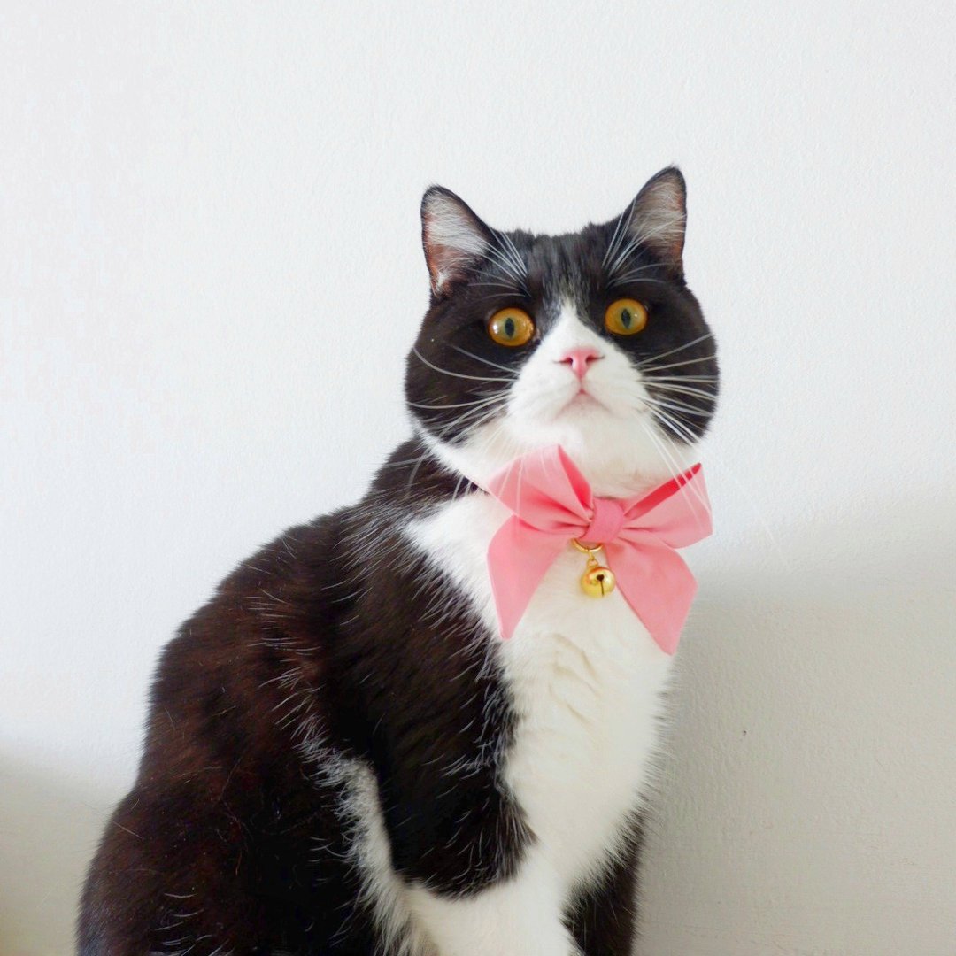 Pink Sailor Bowtie with Breakaway cat collar,Removable bowtie - 项圈/牵绳 - 棉 粉红色