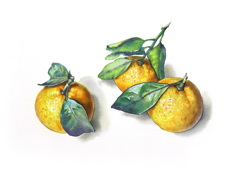 Tangerines original watercolor painting by artist Irina Zhunaeva - 墙贴/壁贴 - 纸 橘色
