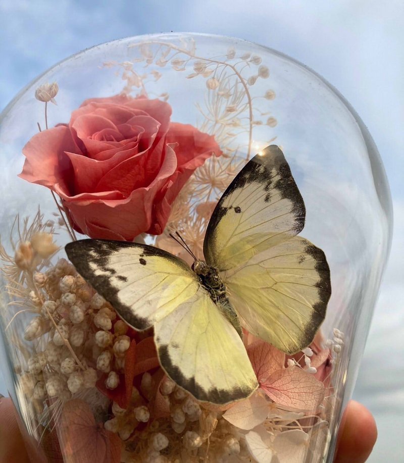 蝴蝶标本玻璃盅-黄粉蝶/七夕情人节/干燥花/生态瓶/凤蝶/父亲节 - 干燥花/捧花 - 植物．花 粉红色