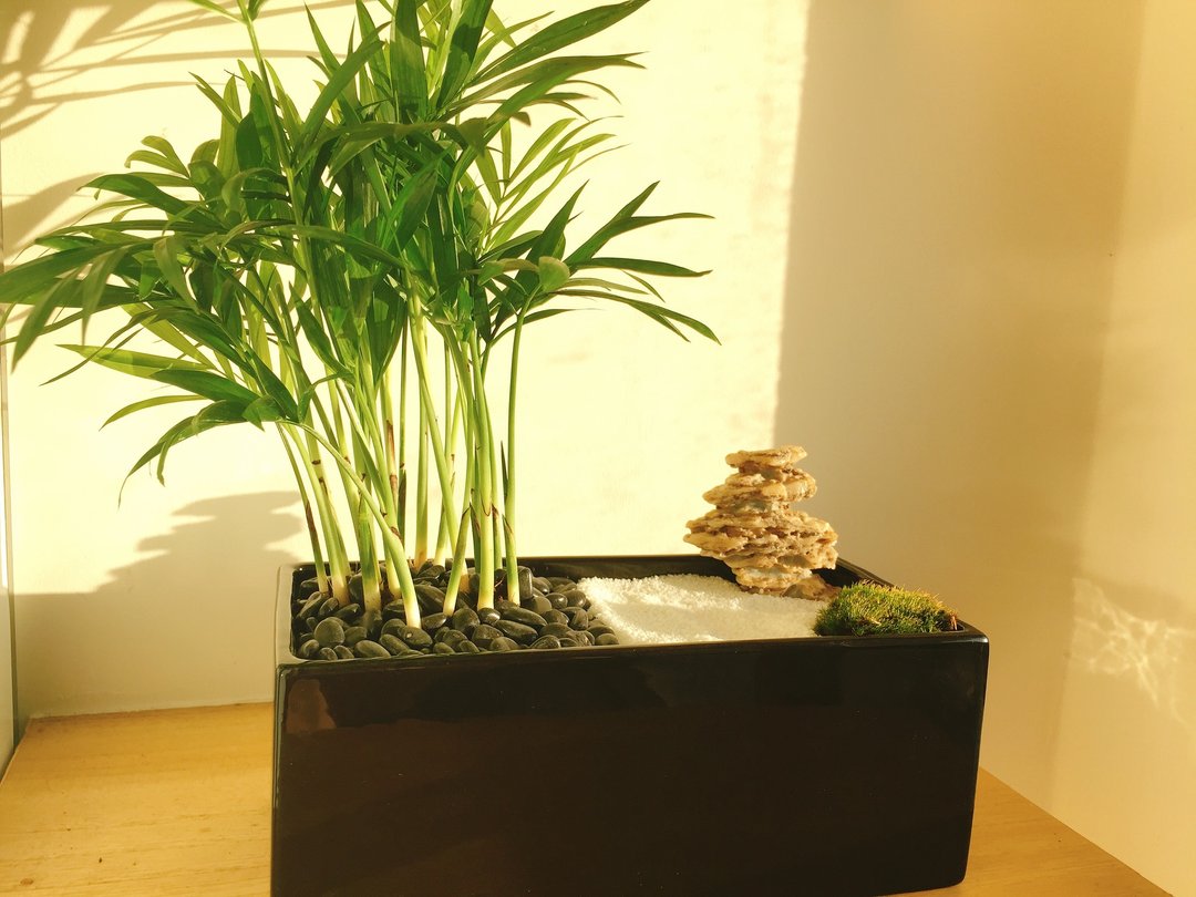 纯自然 日式禅庭盆栽 禅 枯山水 黑长方盆 植物 石 苔 盆栽 送礼 zen - 植栽/盆栽 - 植物．花 绿色