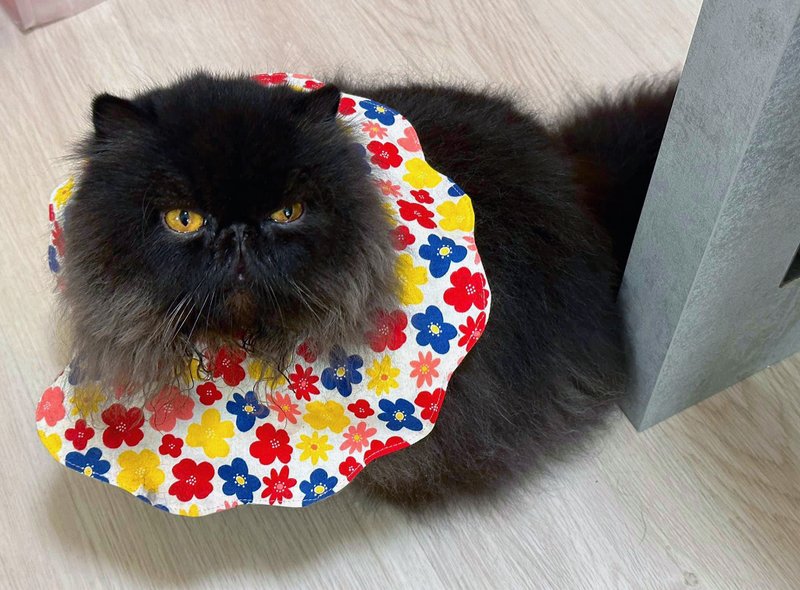 猫咪花形口水肩 四合扣款 - 衣/帽 - 棉．麻 多色