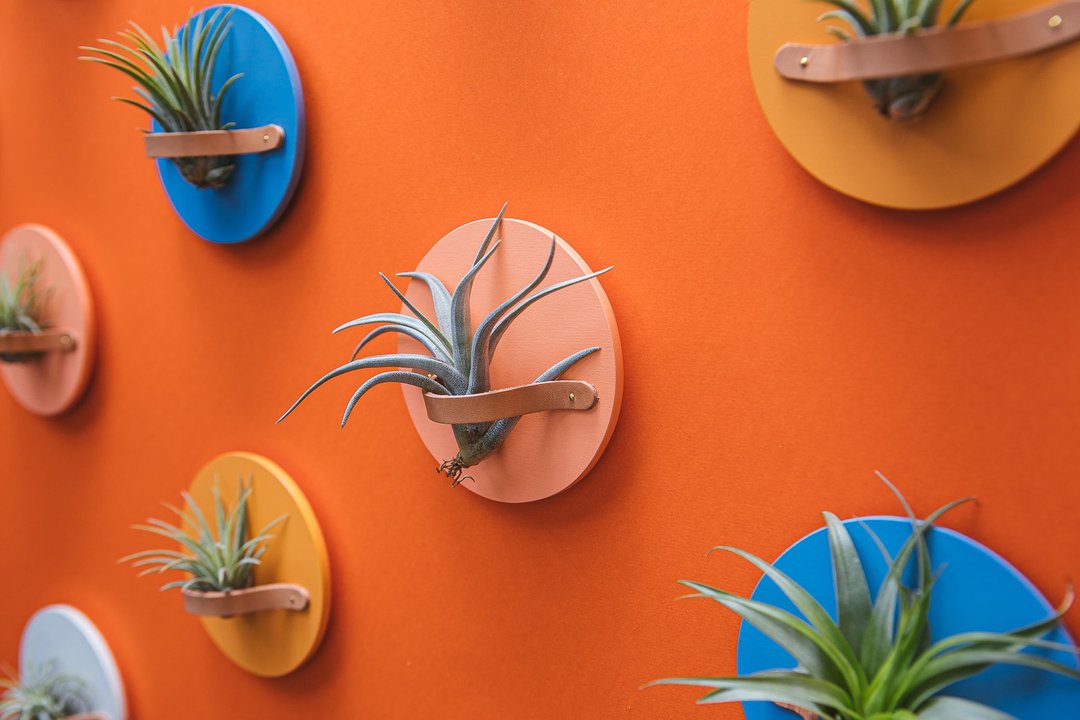 AIR PLANT HOLDER PLATE- 磁吸植物盆器盘 - 4入1组 - 花瓶/陶器 - 木头 多色