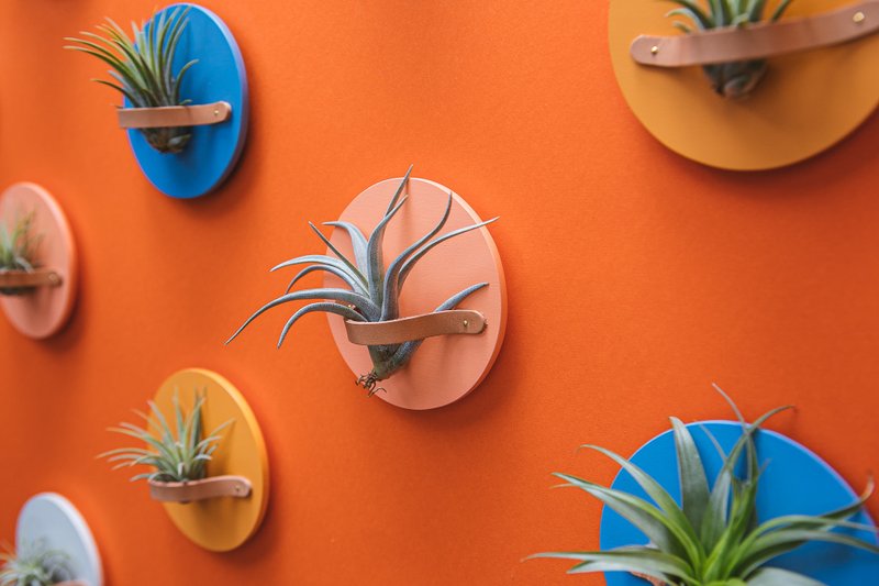 AIR PLANT HOLDER PLATE- 磁吸植物盆器盘 - 4入1组 - 花瓶/陶器 - 木头 多色