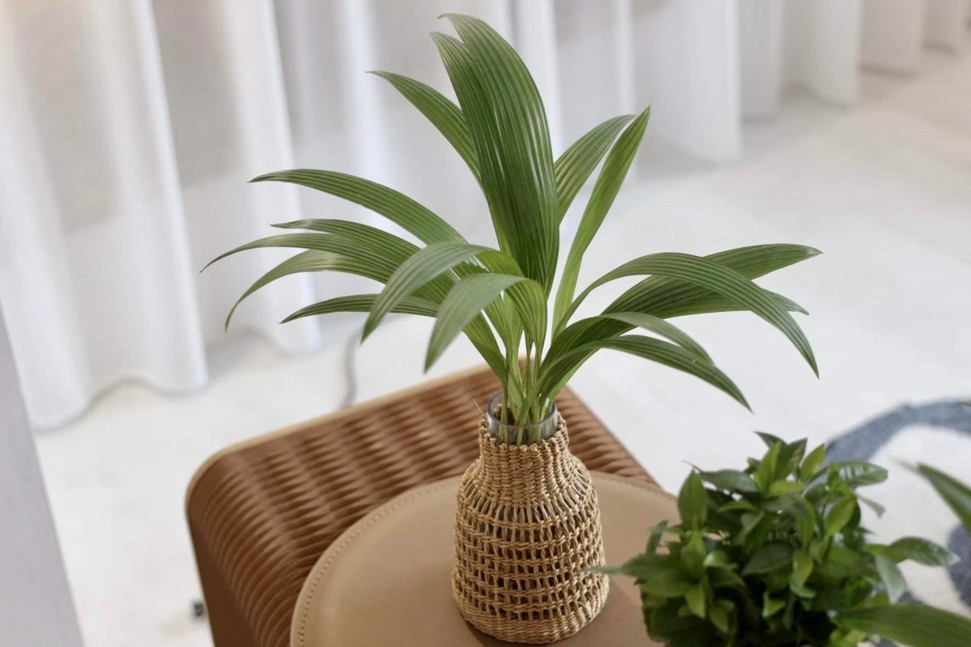 水培植栽│蒲葵_室内植物 办公室盆栽 店内摆设 - 植栽/盆栽 - 玻璃 