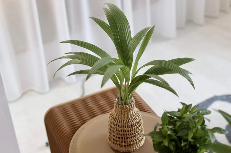 水培植栽│蒲葵_室内植物 办公室盆栽 店内摆设 - 植栽/盆栽 - 玻璃 