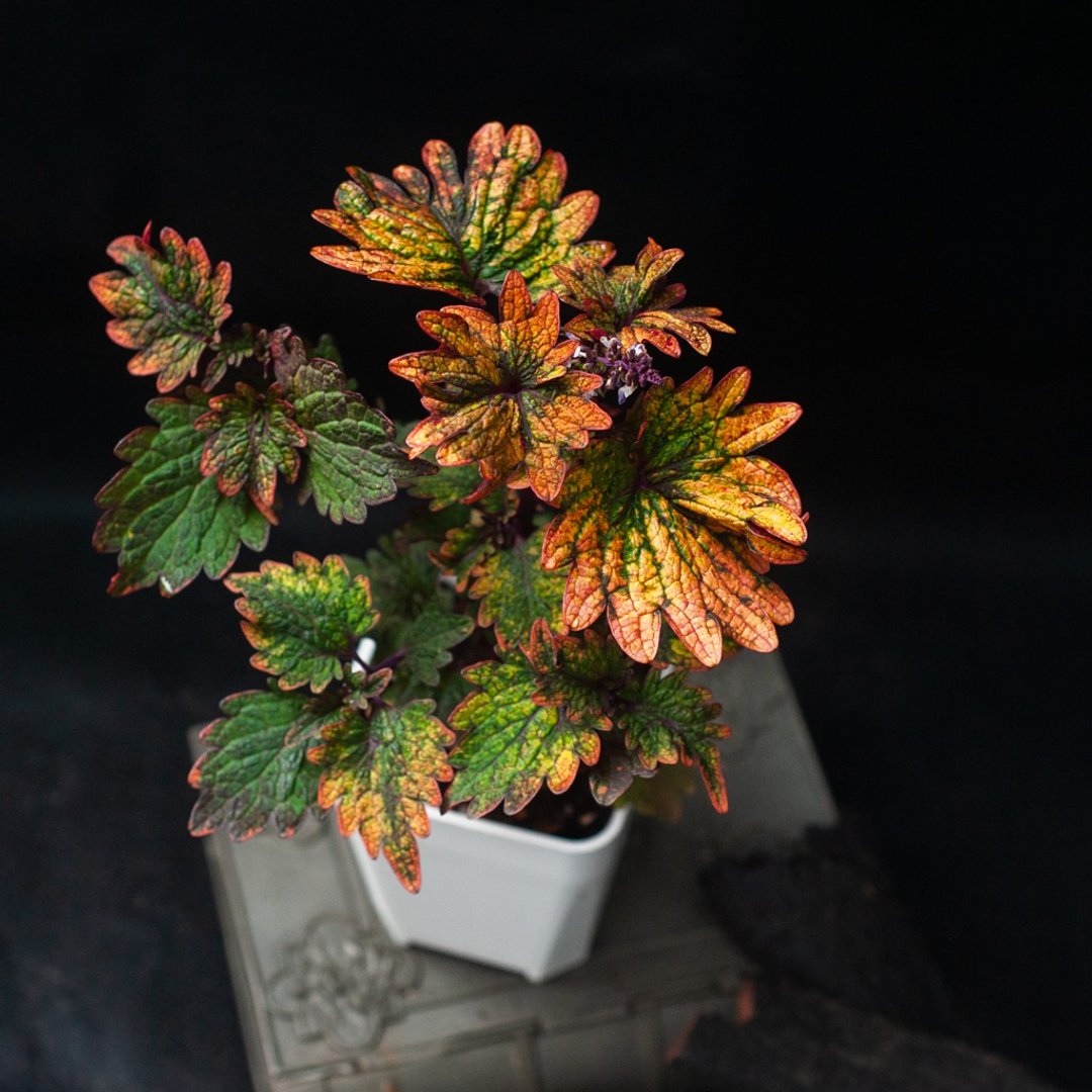 蝶翼彩叶草 | 新手盆栽 | 居家 | 办公室 - 植栽/盆栽 - 植物．花 橘色