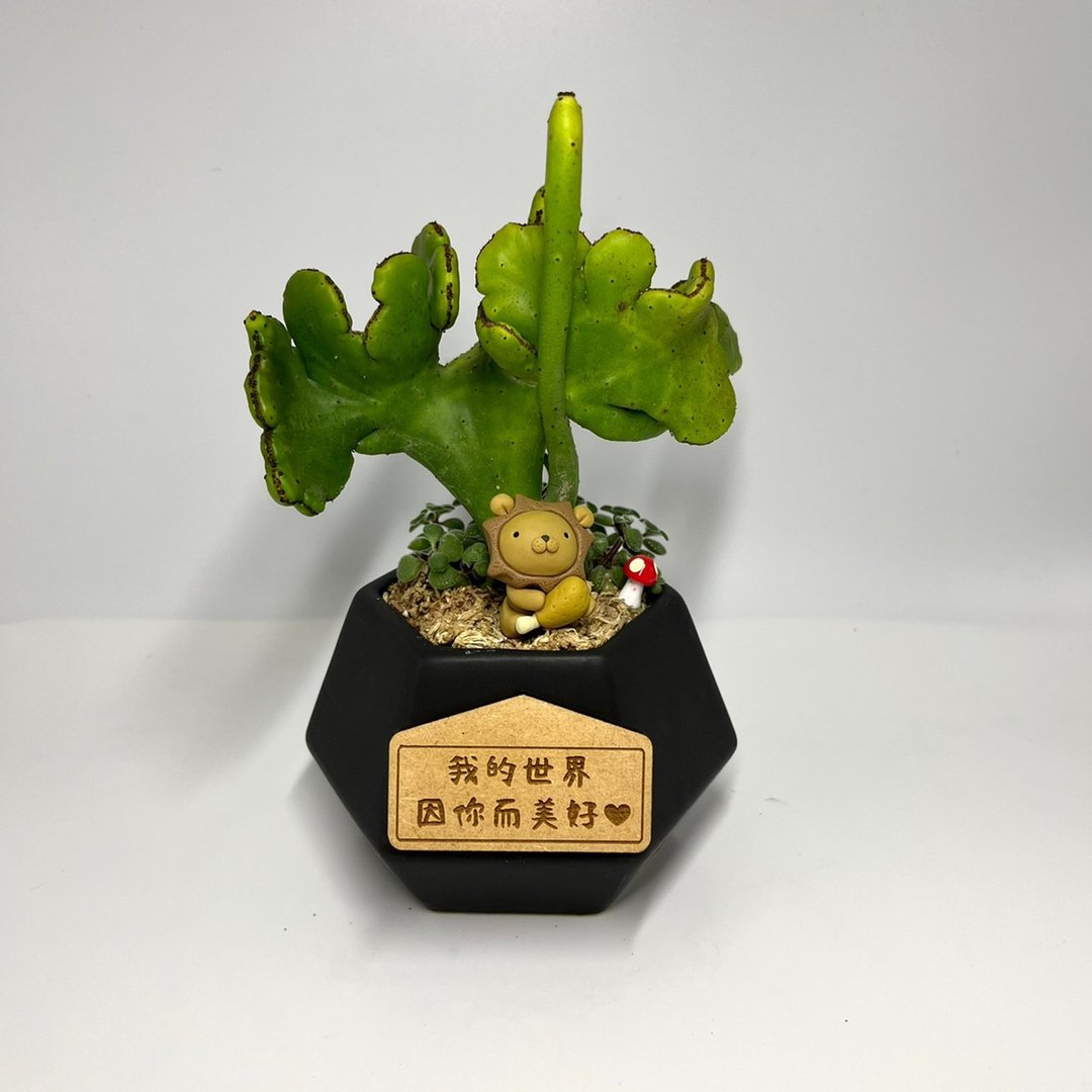 【多肉黑钻瓷盆-珊瑚大戟(缀化)】(附吸磁字牌) - 植栽/盆栽 - 瓷 绿色