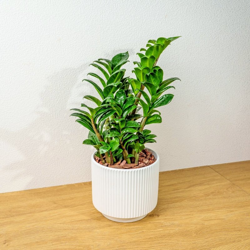 金钱树 直线条白陶盆栽 开幕盆栽推荐 桌上盆栽 送礼 - 植栽/盆栽 - 植物．花 白色