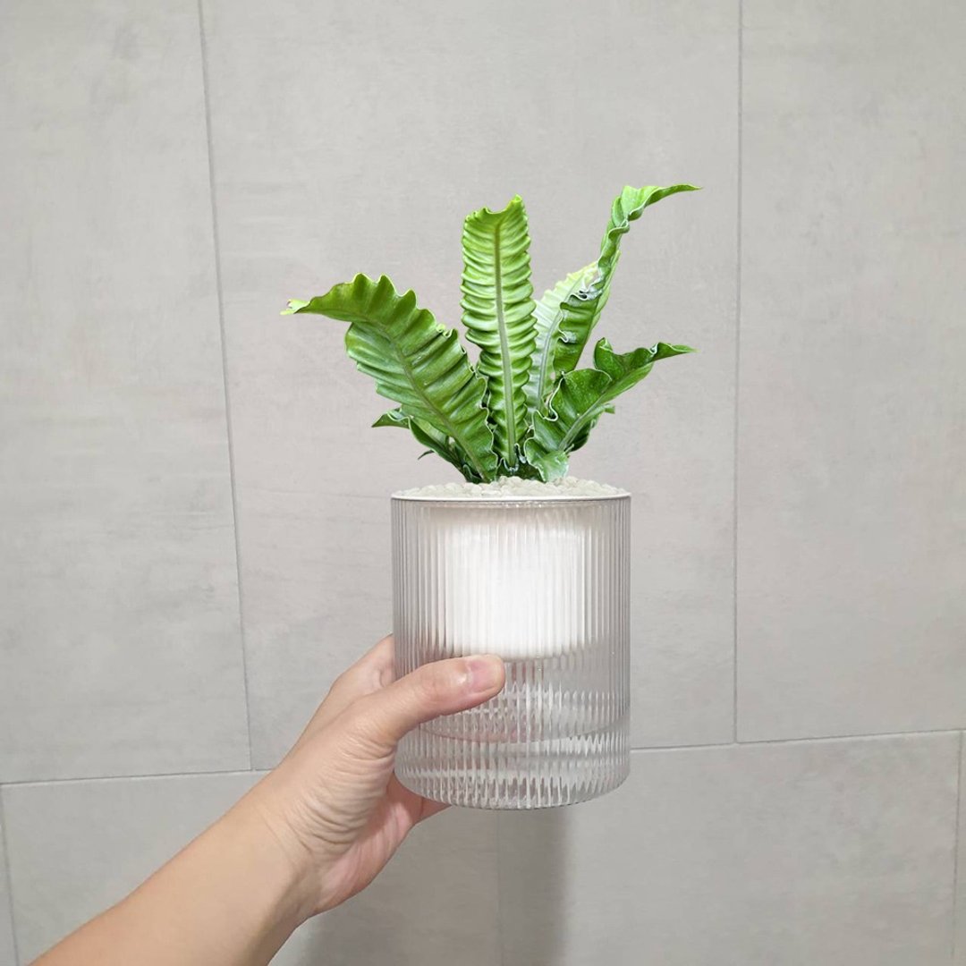 植栽 室内盆栽 银翼山苏 植物盆栽 - 植栽/盆栽 - 塑料 绿色