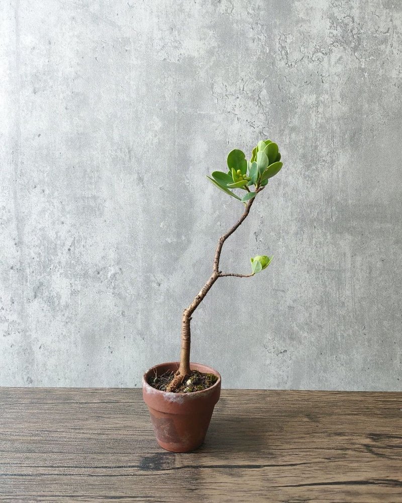 地根棉 - 植栽/盆栽 - 植物．花 