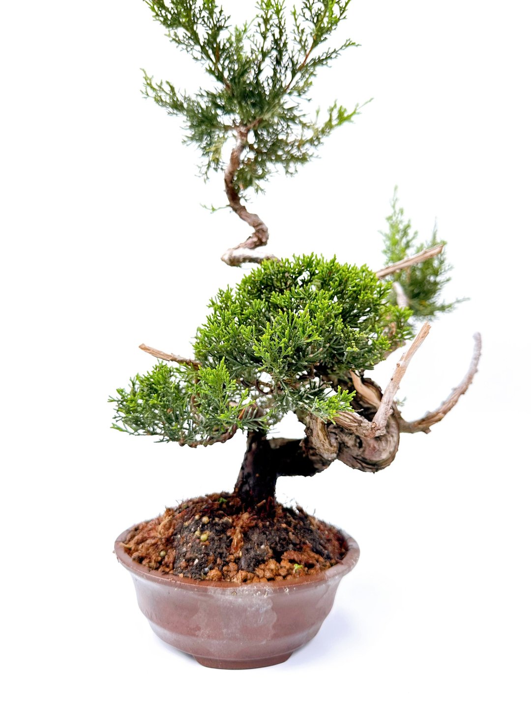 【经典盆栽】系鱼川真柏 - 植栽/盆栽 - 植物．花 