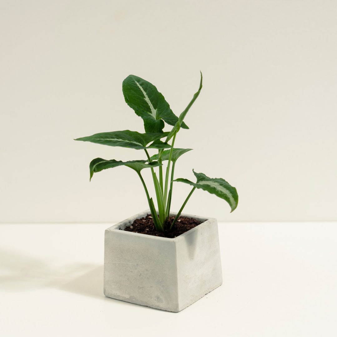 绒叶合果芋│泥作系列│福所栽 - 植栽/盆栽 - 水泥 绿色