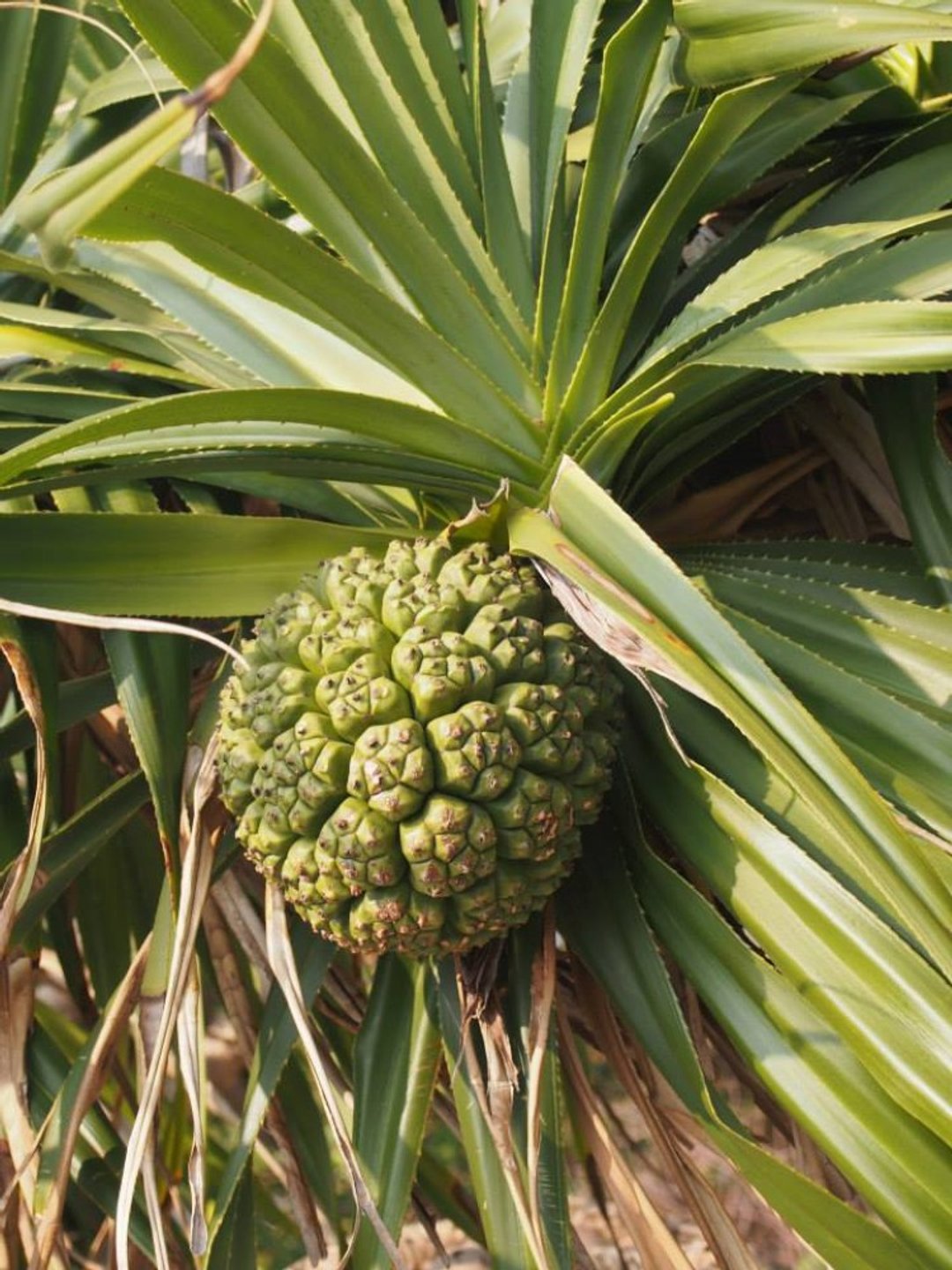 露兜纯露 Pandanaceae Hydrosol - 其他 - 浓缩/萃取物 