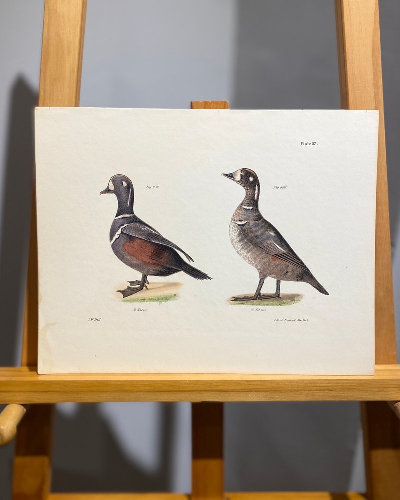 1842James Ellsworth纽约动物学-手绘上色版画-丑鸭J.W Hill - 海报/装饰画/版画 - 纸 白色