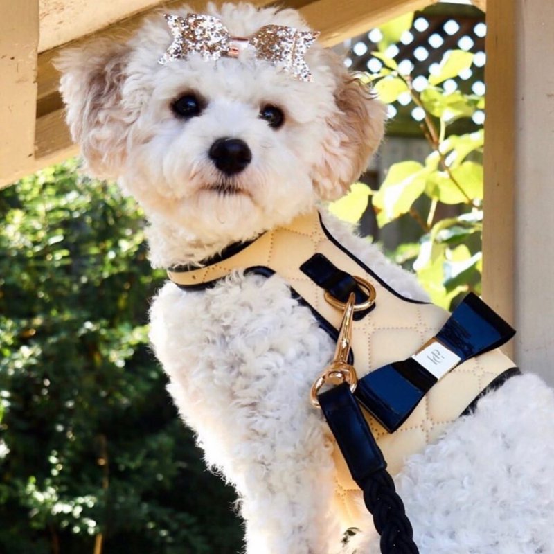 澳洲Happy Go Puppy 胸背衣-小香风 - 项圈/牵绳 - 其他材质 