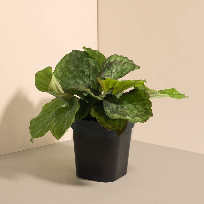 Peacock 美叶山奈_室内植栽 - 植栽/盆栽 - 植物．花 