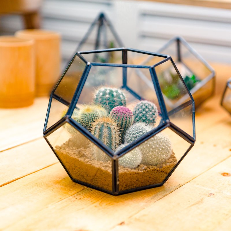 足球建筑多肉植物  礼物开幕贺礼 - 植栽/盆栽 - 玻璃 绿色