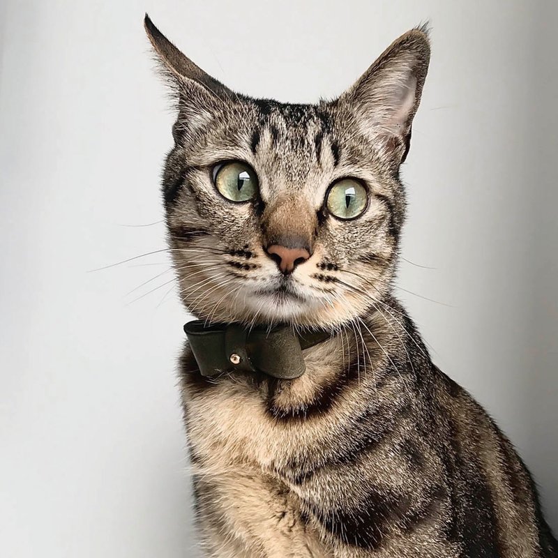 意大利皮革 - 绿灰色磨砂牛皮蝴蝶结项圈 - 项圈/牵绳 - 真皮 灰色