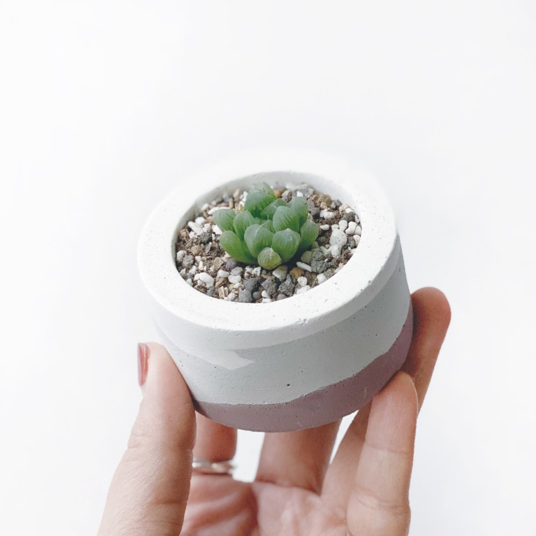 (预购) 莫兰迪粉系列 | 姬玉露 小圆形三色不规则水泥多肉植栽 - 植栽/盆栽 - 植物．花 粉红色