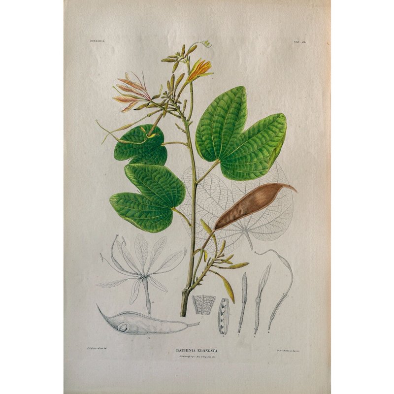 豆科植物 Bauhinia Elongata - 植物图鉴-版画 - 海报/装饰画/版画 - 纸 